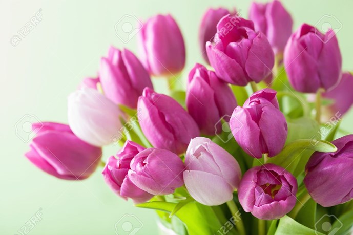 49027475-prachtige-paarse-tulp-bloemen-achtergrond