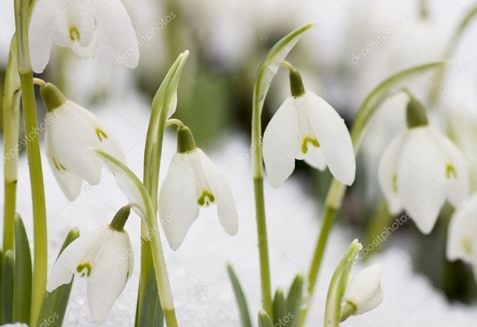 depositphotos_2378571-stock-photo-white-snowdrops