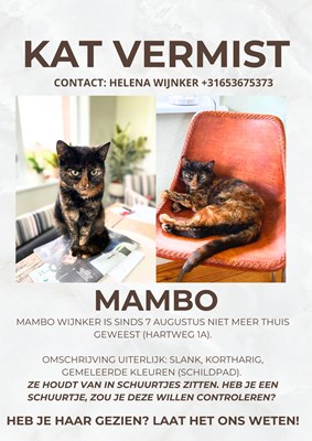 Mambo vermist