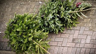 ophalen kerstboom