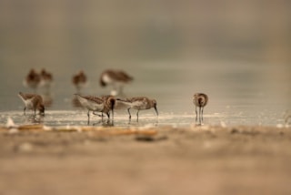 wildphoto1-dunlins-7560078_1920