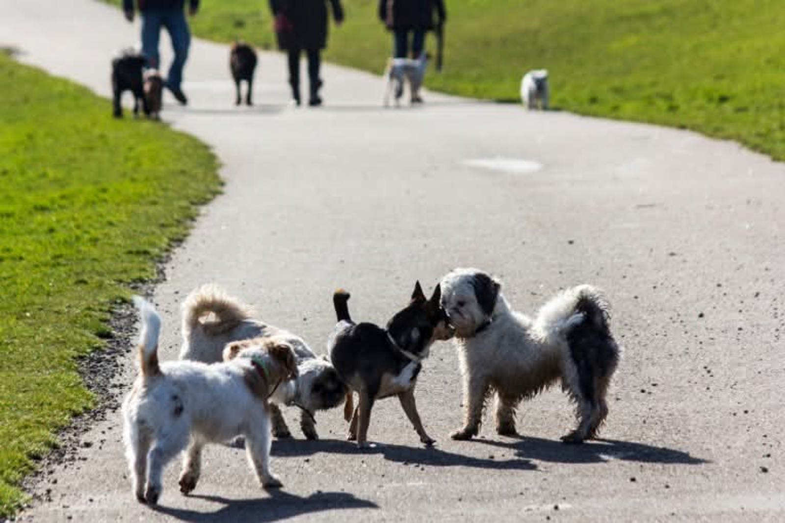 Gemeente Schagen verscherpt toezicht op loslopende honden na toename bijtincidenten